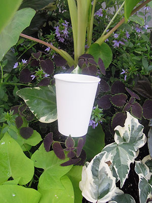 cup_macys